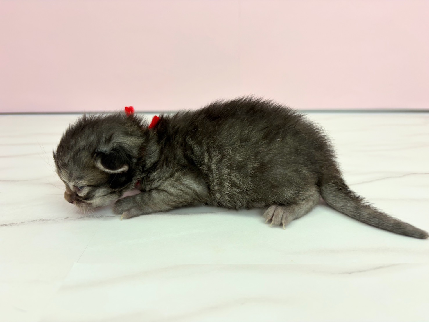 赤ちゃん写真1-2