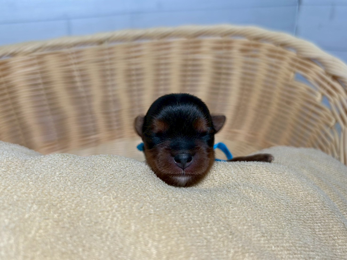 赤ちゃん写真1-1