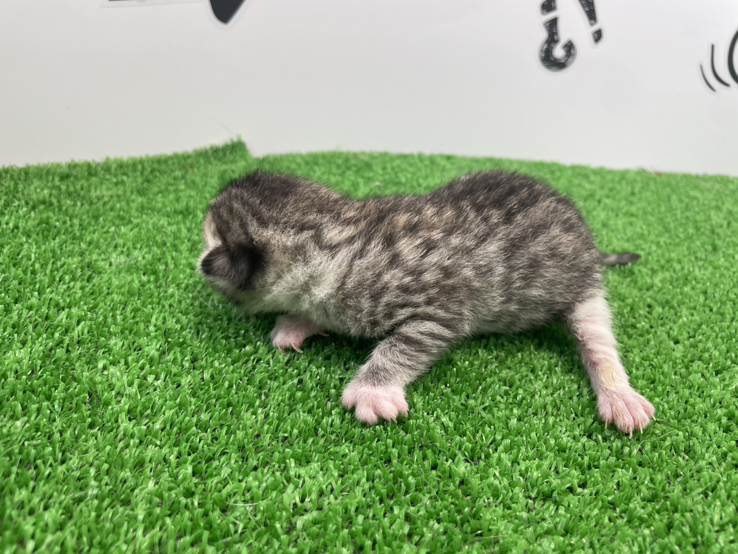 赤ちゃん写真1-2