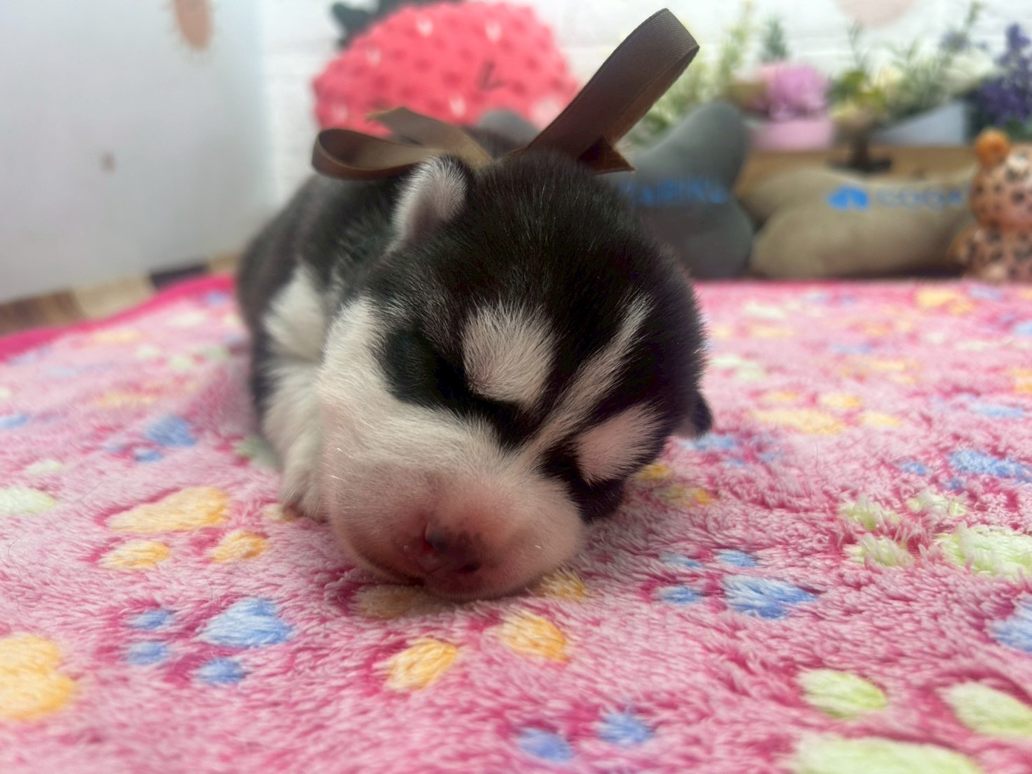 赤ちゃん写真1-1
