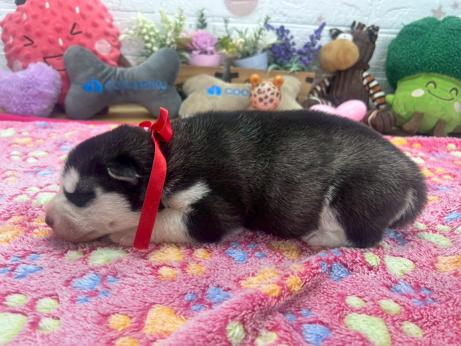 赤ちゃん写真1-2