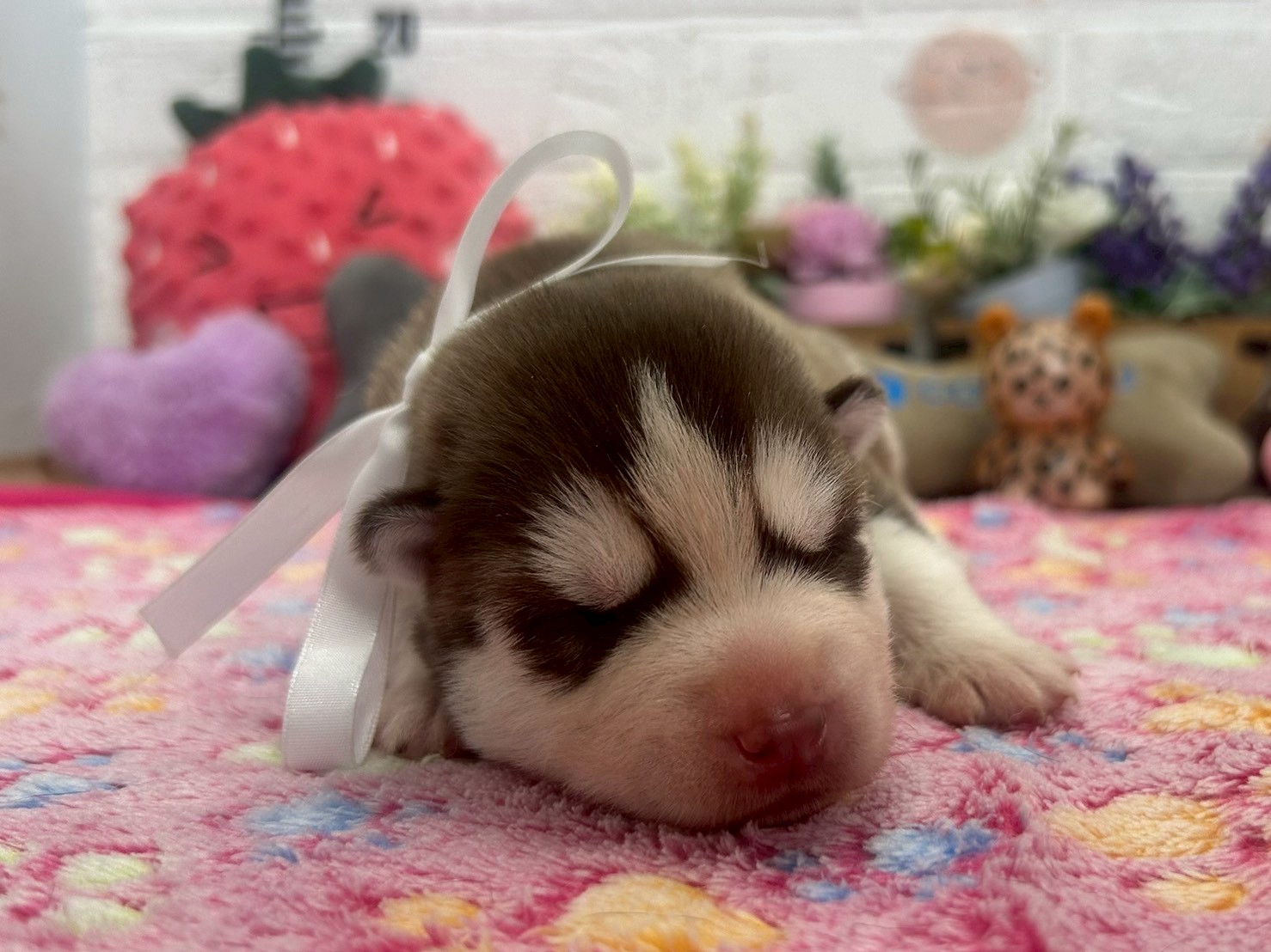 赤ちゃん写真1-1