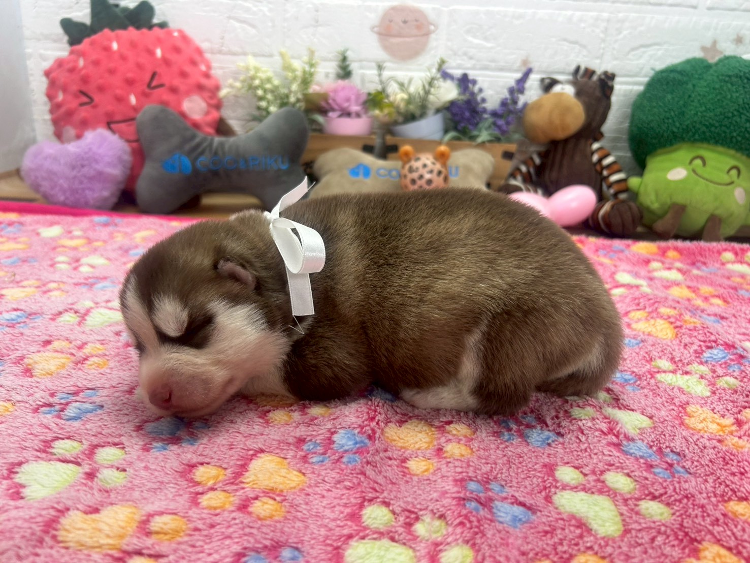 赤ちゃん写真1-2