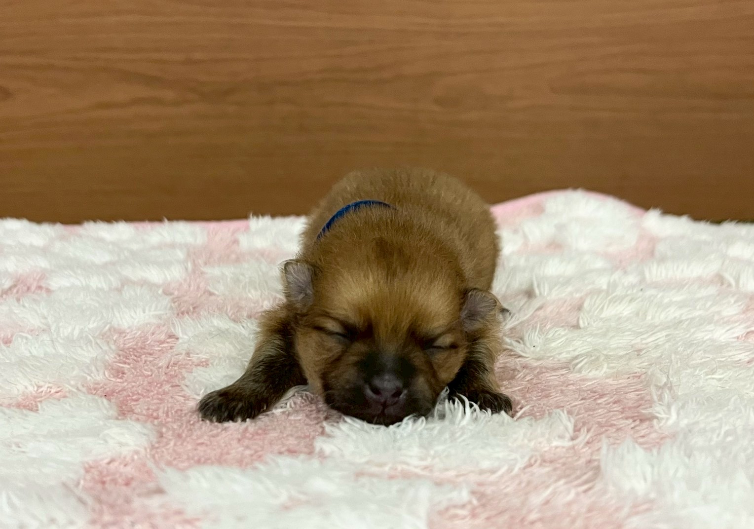 赤ちゃん写真1-1