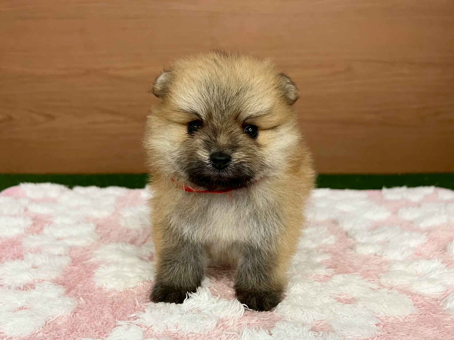 赤ちゃん写真2-1