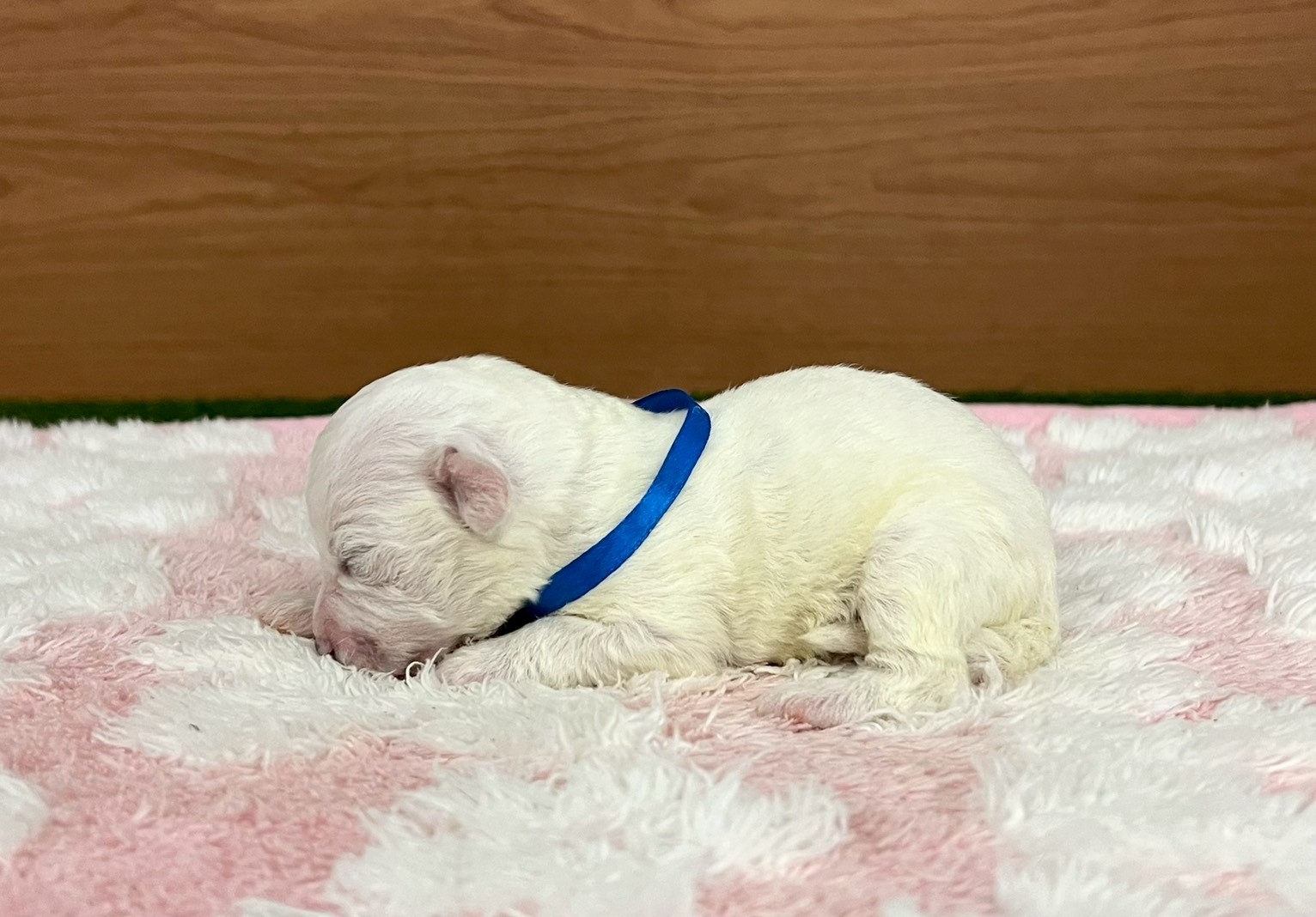 赤ちゃん写真1-2