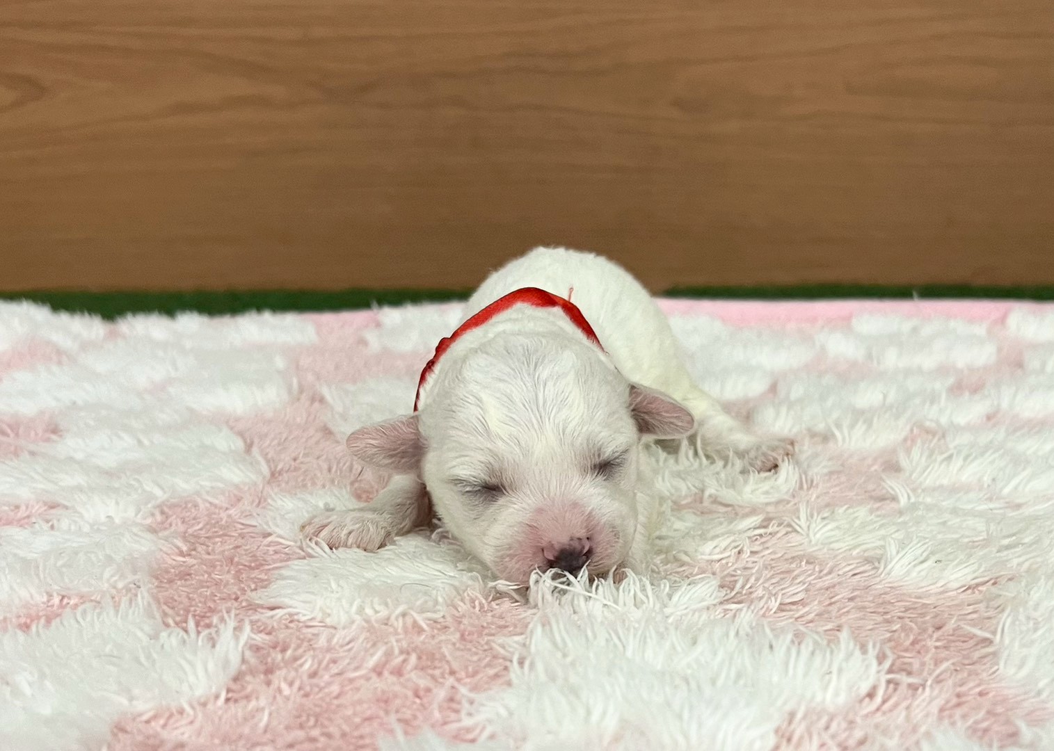 赤ちゃん写真1-1