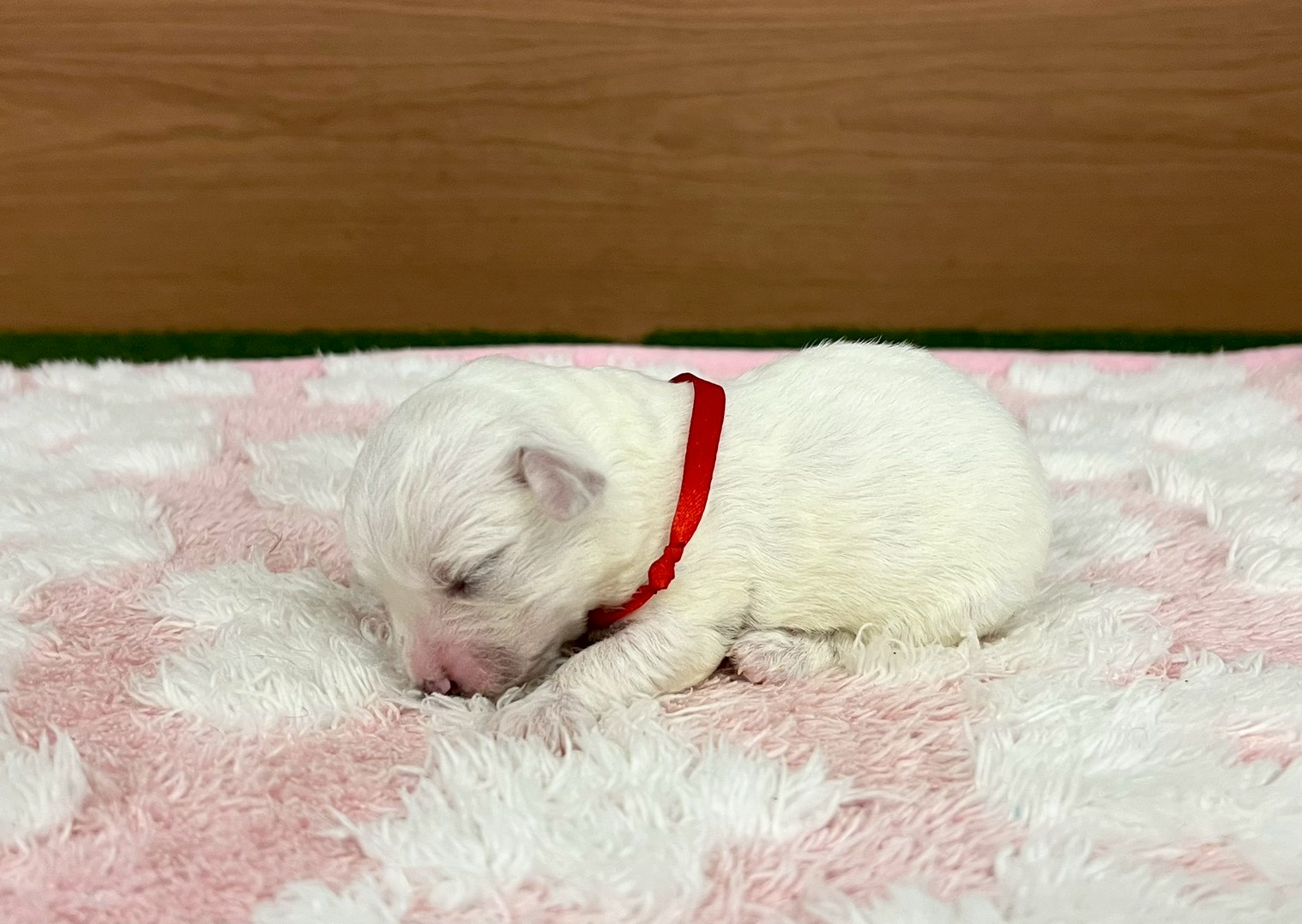赤ちゃん写真1-2