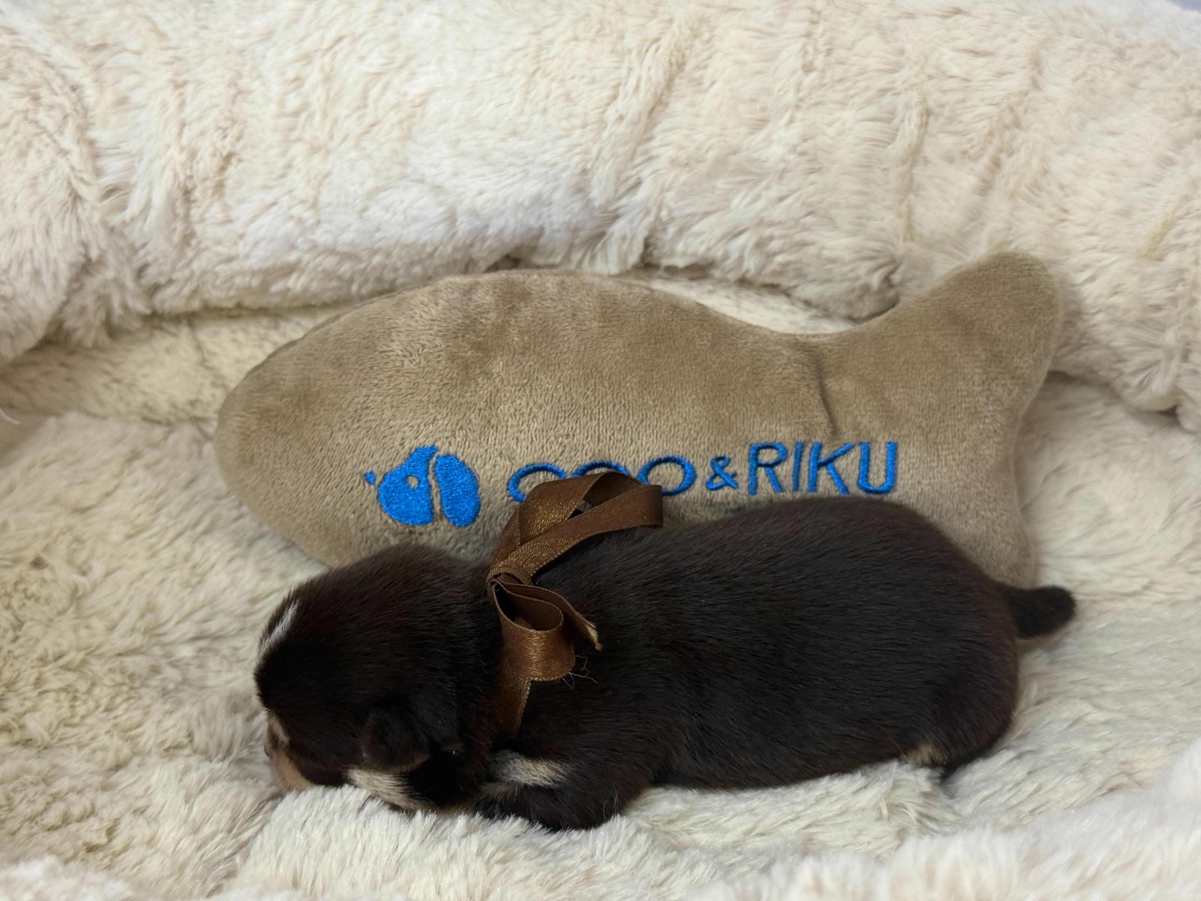 赤ちゃん写真1-2