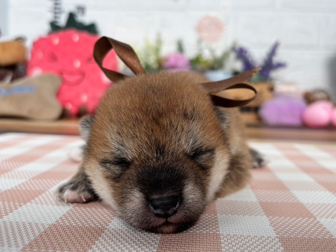 赤ちゃん写真1-1