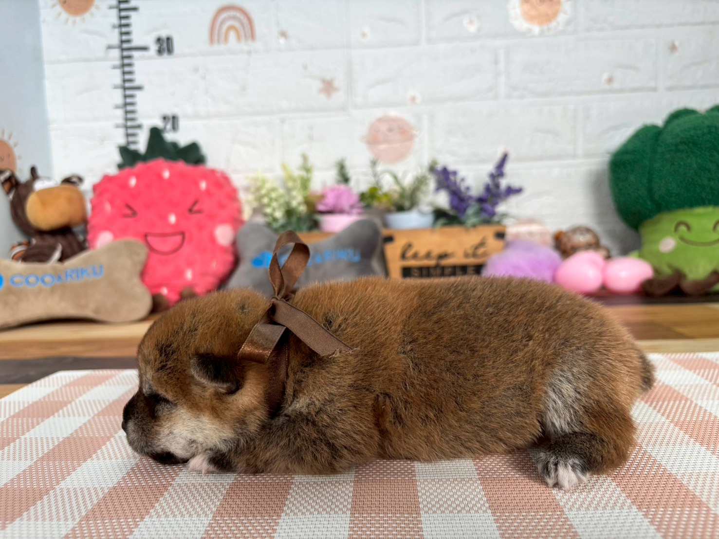 赤ちゃん写真1-2
