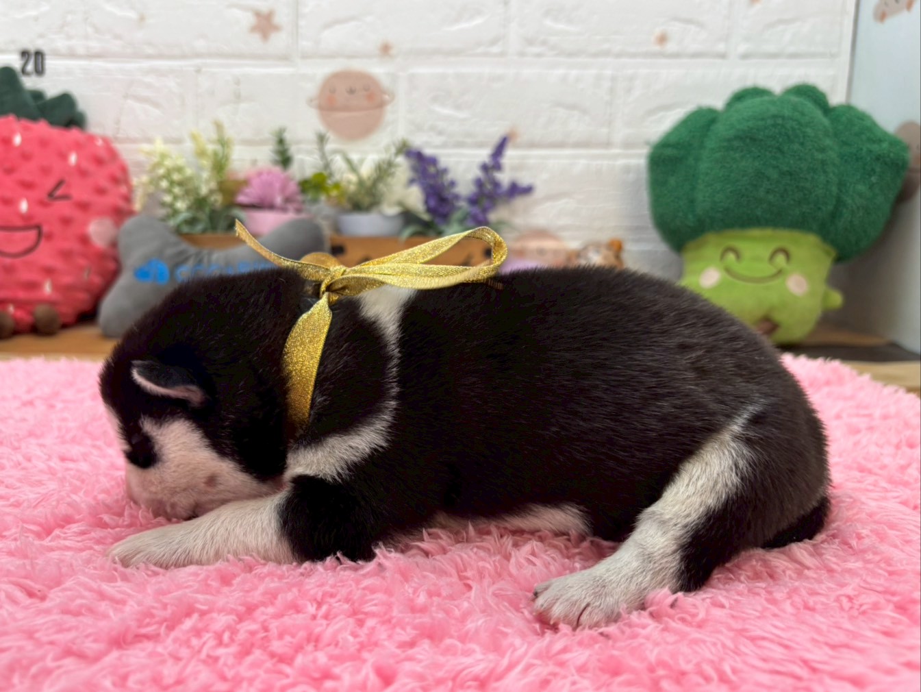 赤ちゃん写真1-2