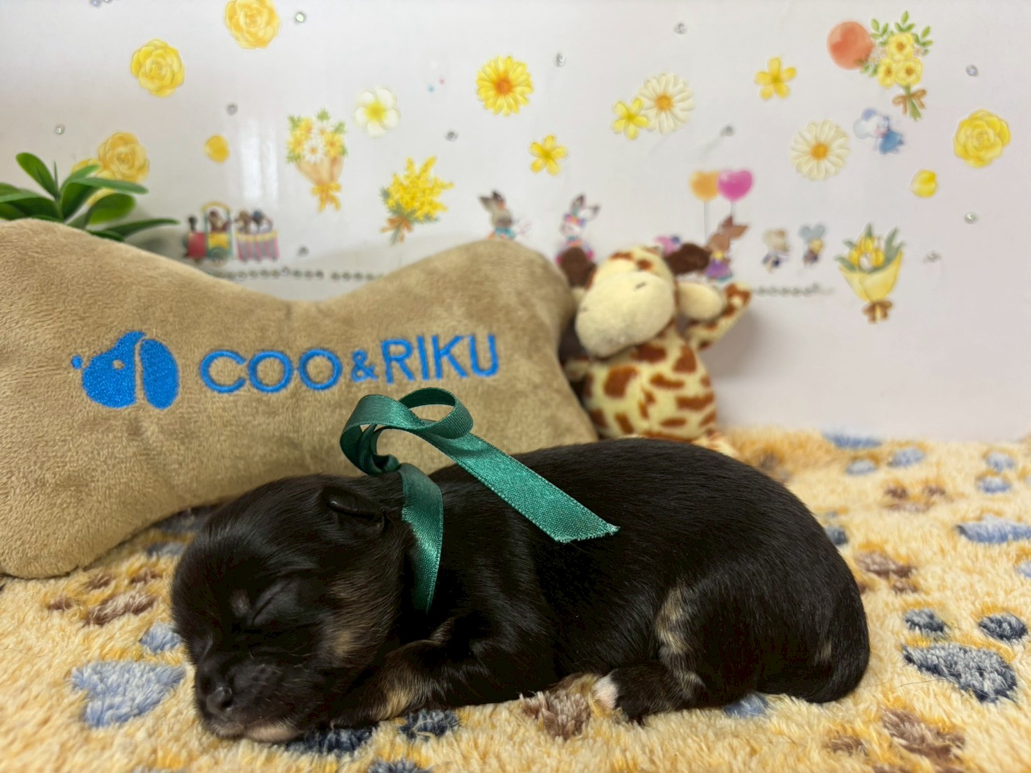 赤ちゃん写真1-2