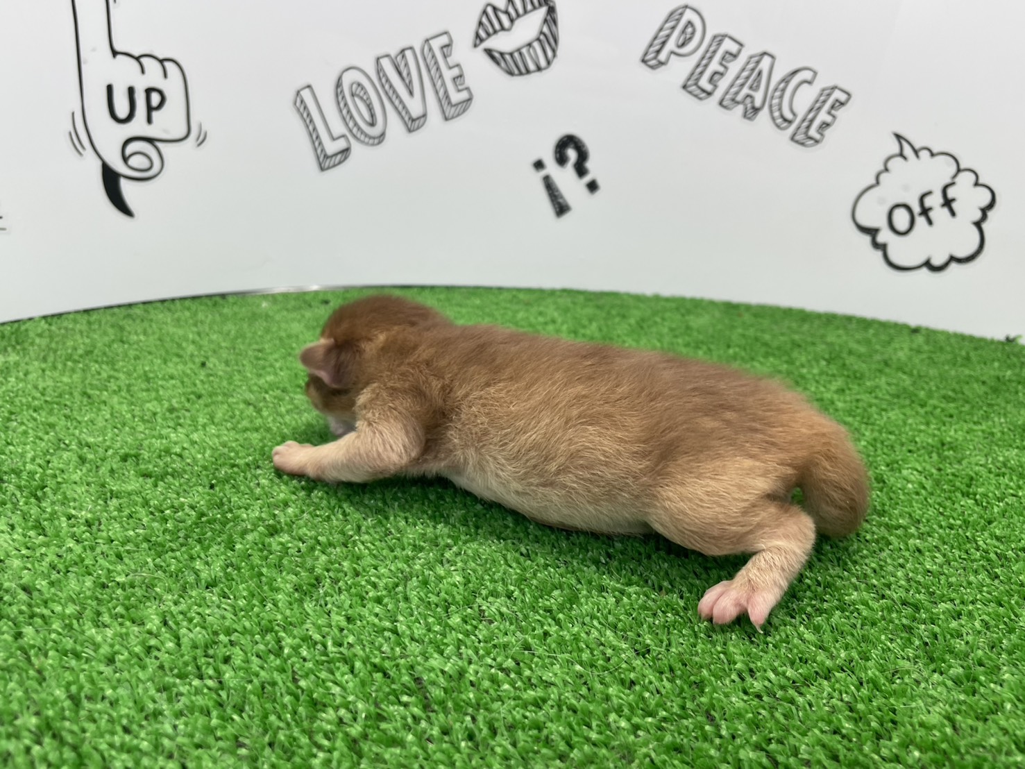 赤ちゃん写真1-2