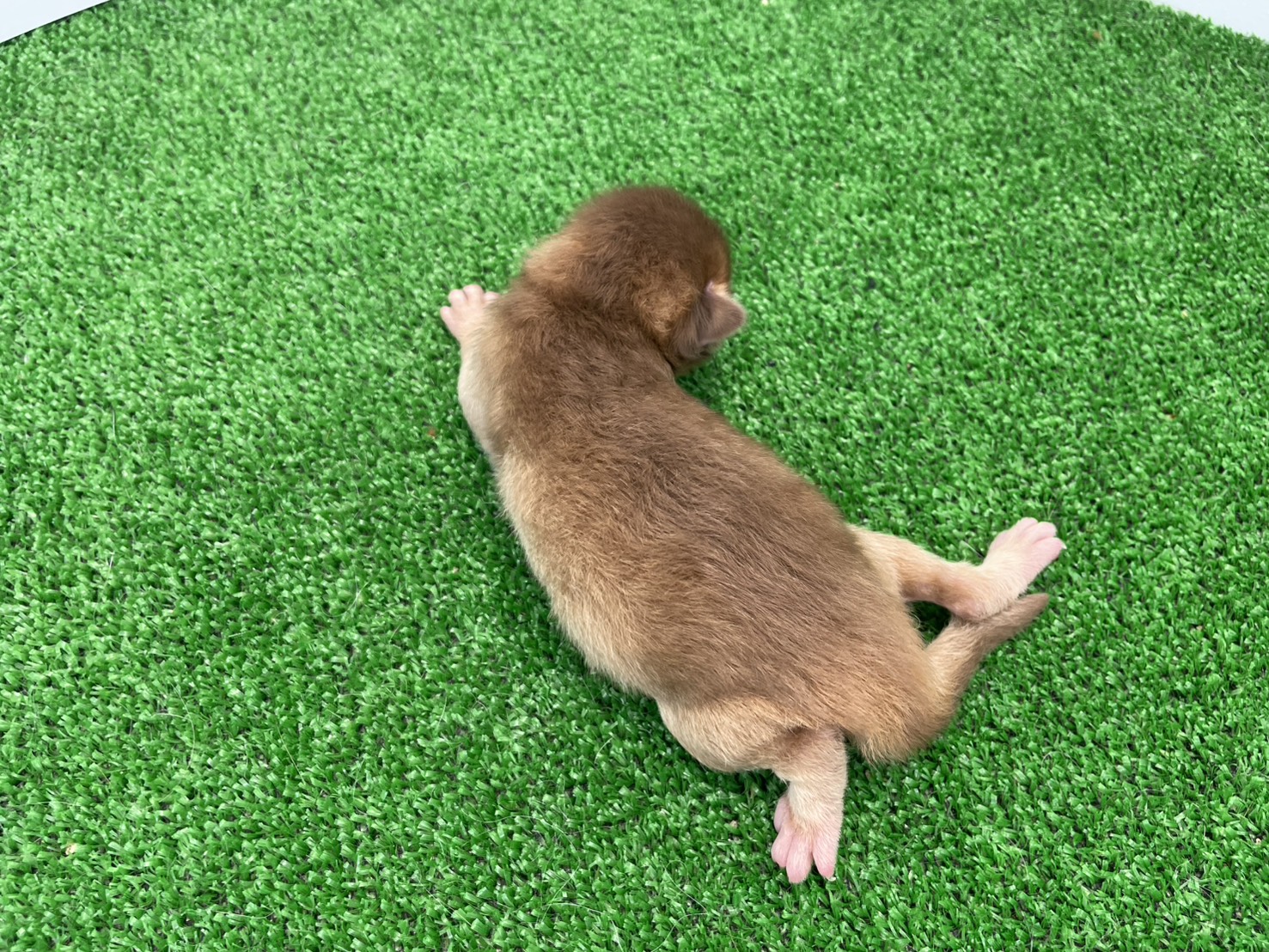 赤ちゃん写真1-3