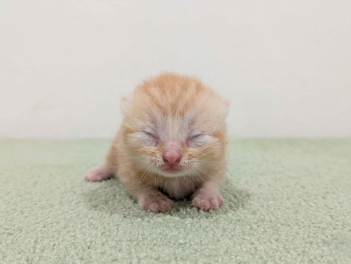 マンチカン