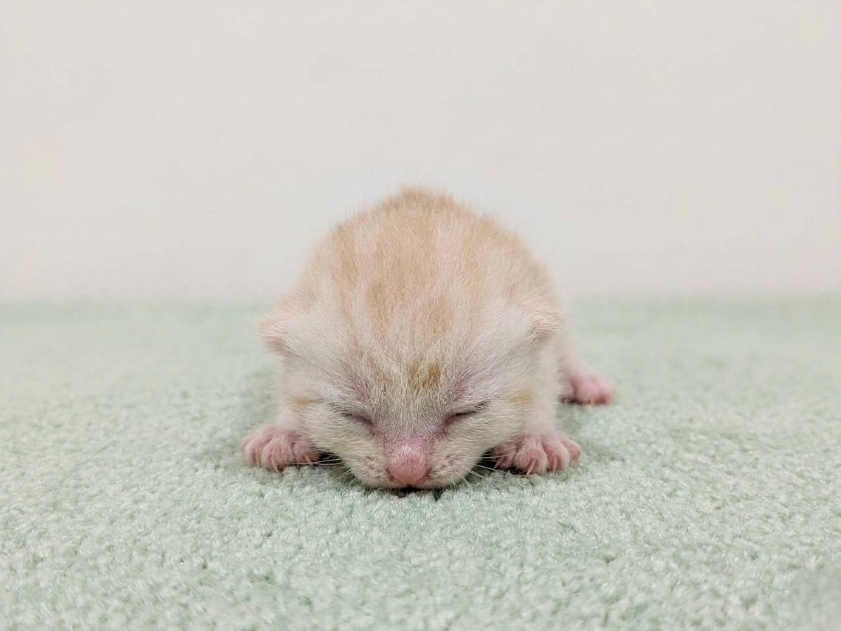 赤ちゃん写真1-1