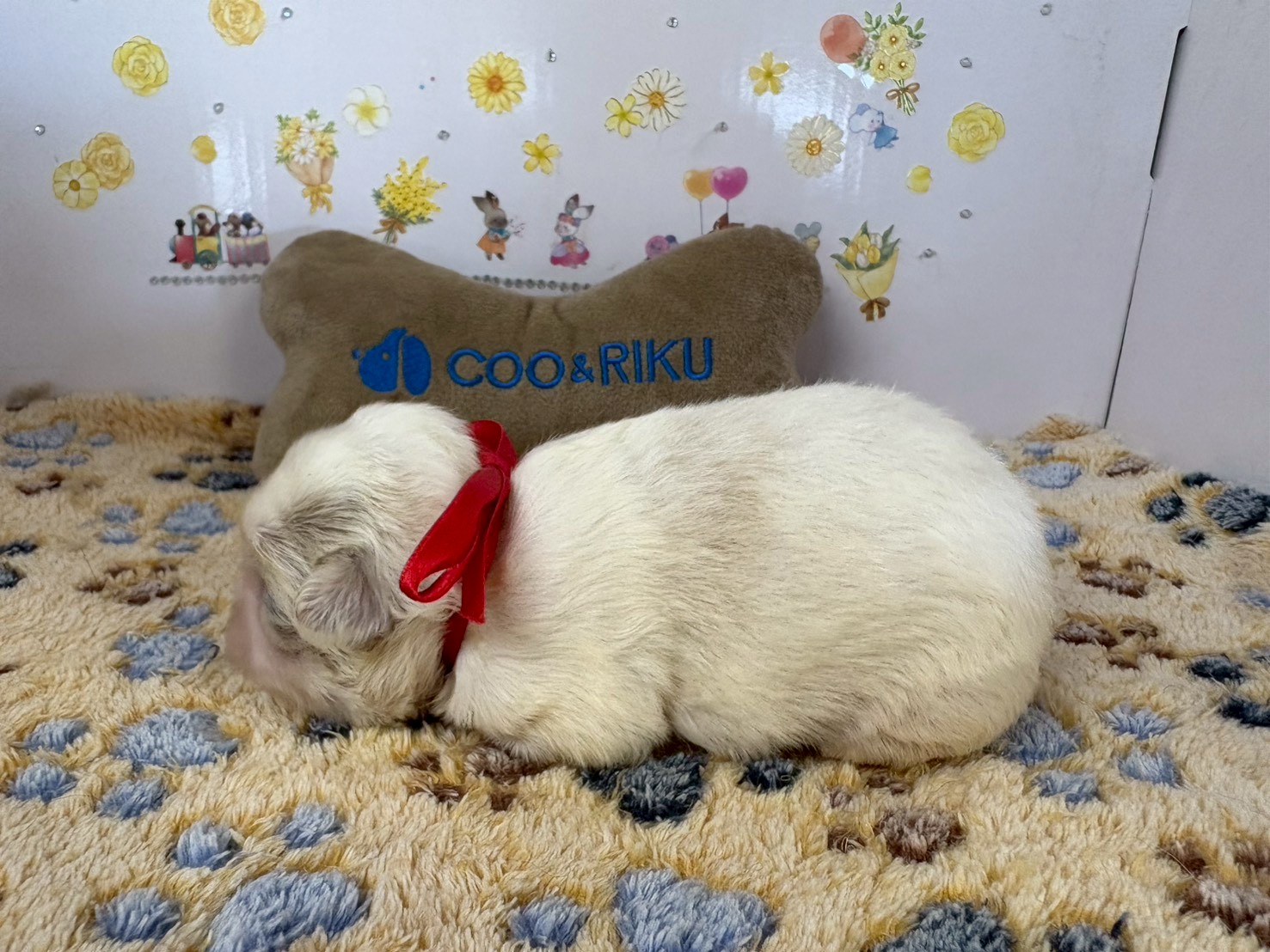 赤ちゃん写真1-2