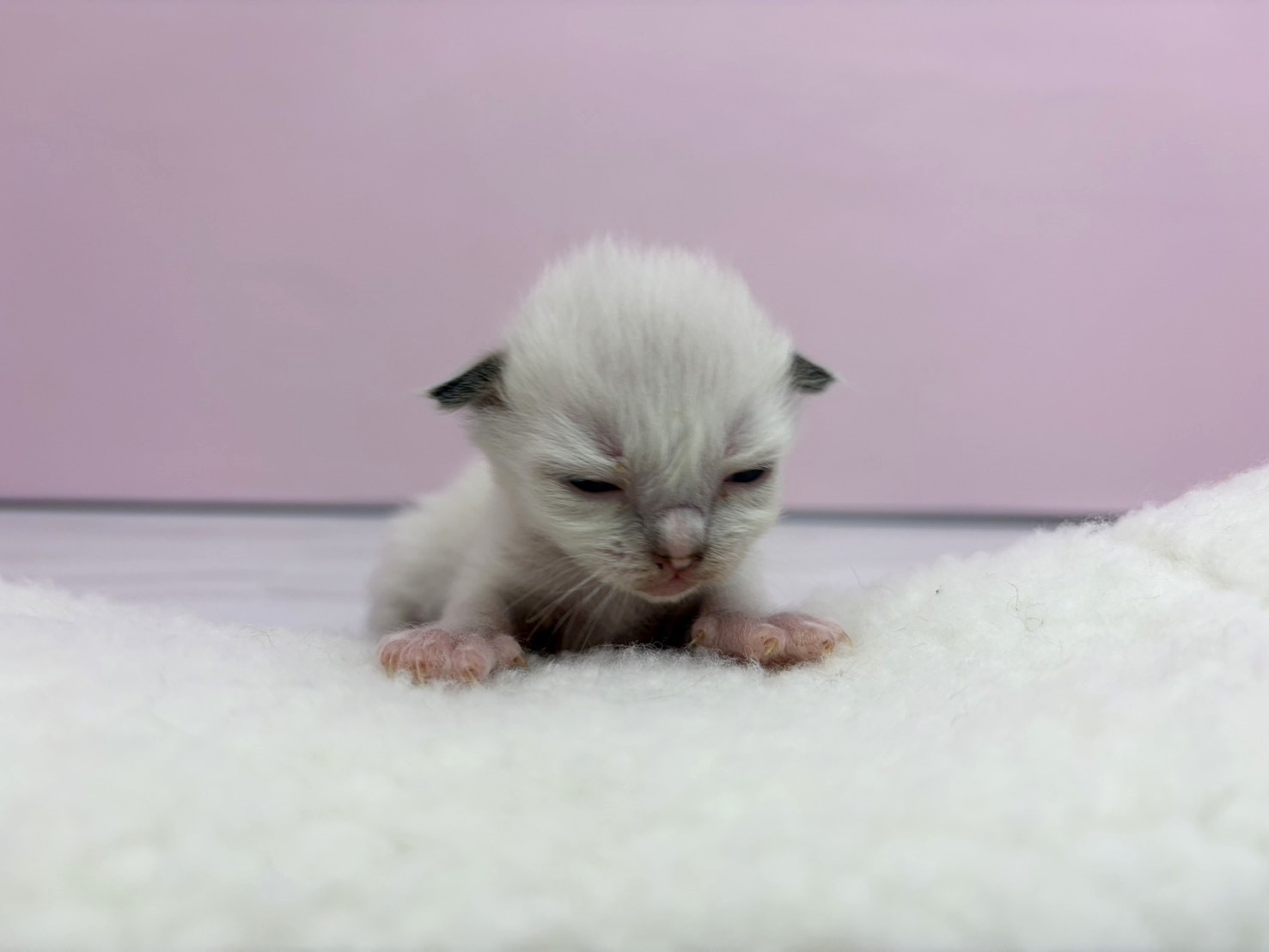 赤ちゃん写真1-1