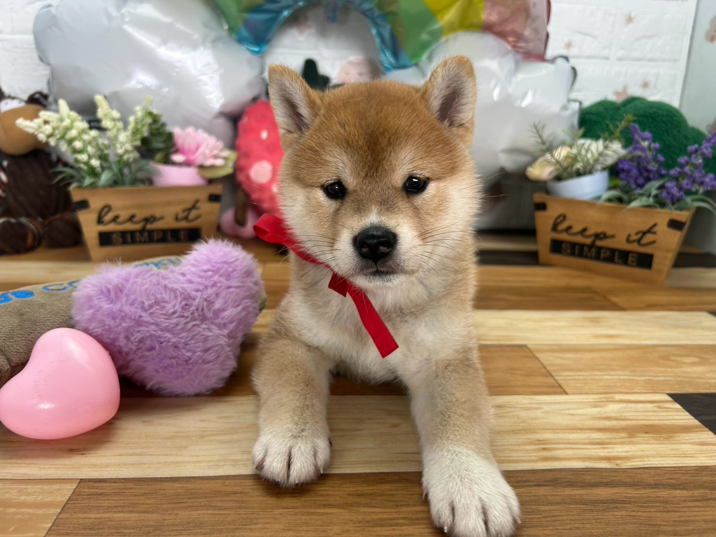 柴犬