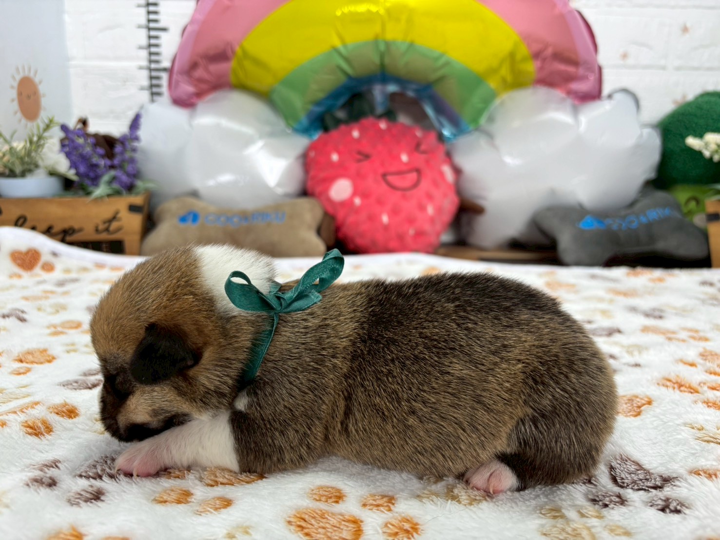 赤ちゃん写真1-2