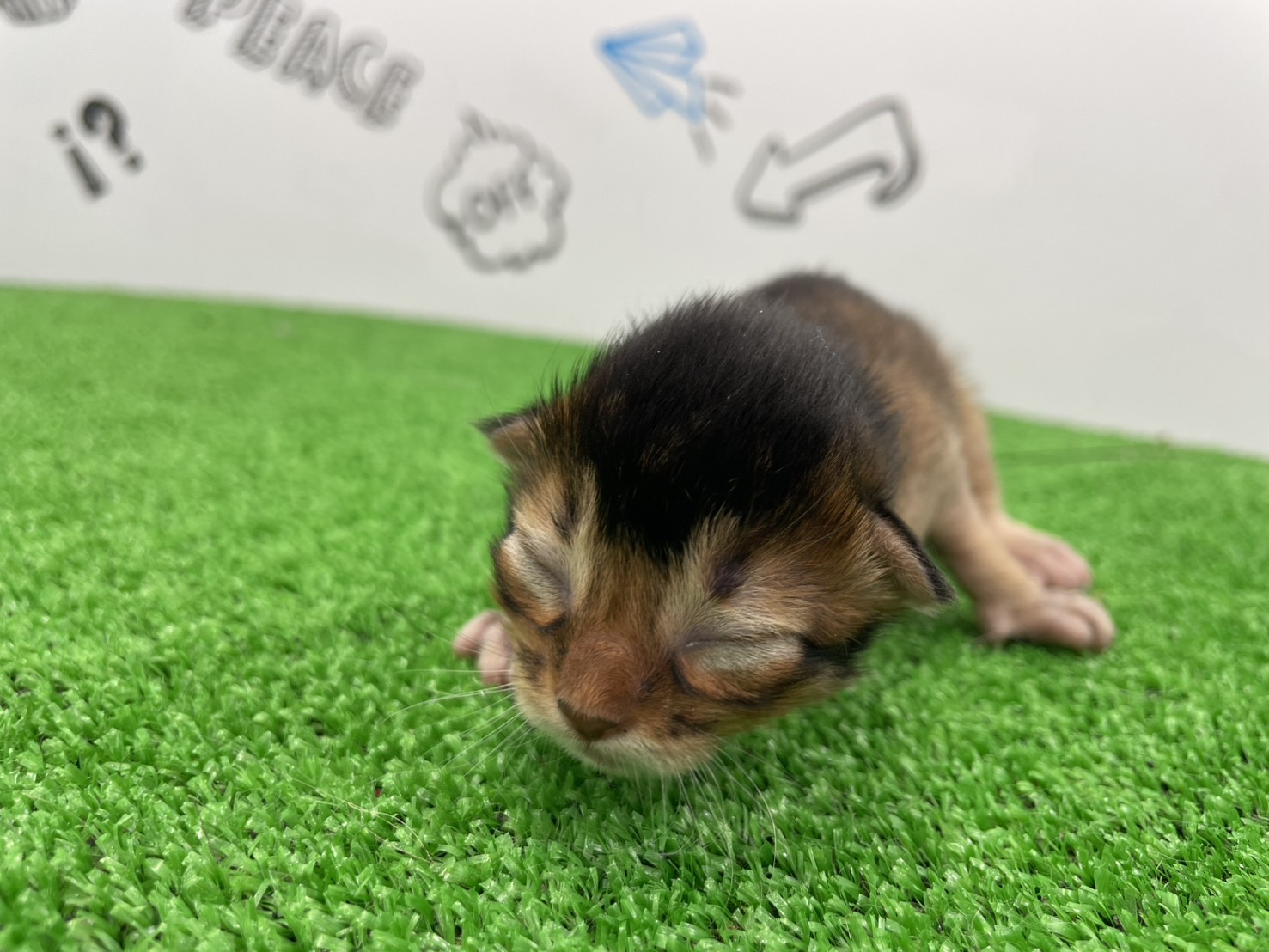 赤ちゃん写真1-1