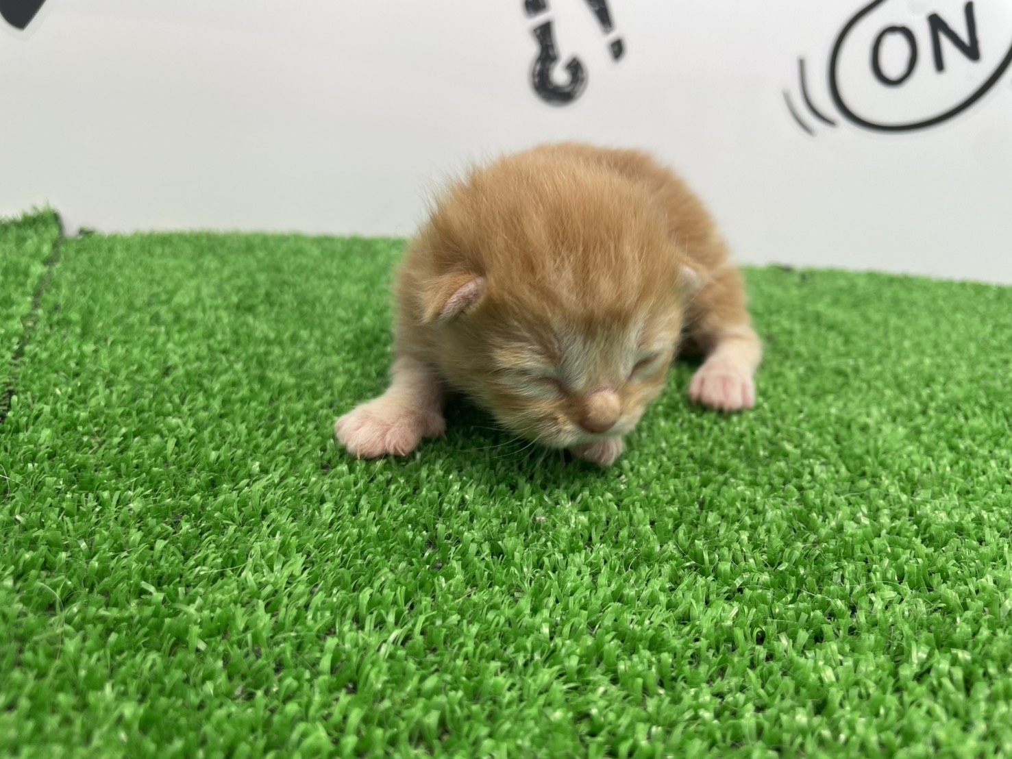 赤ちゃん写真1-1