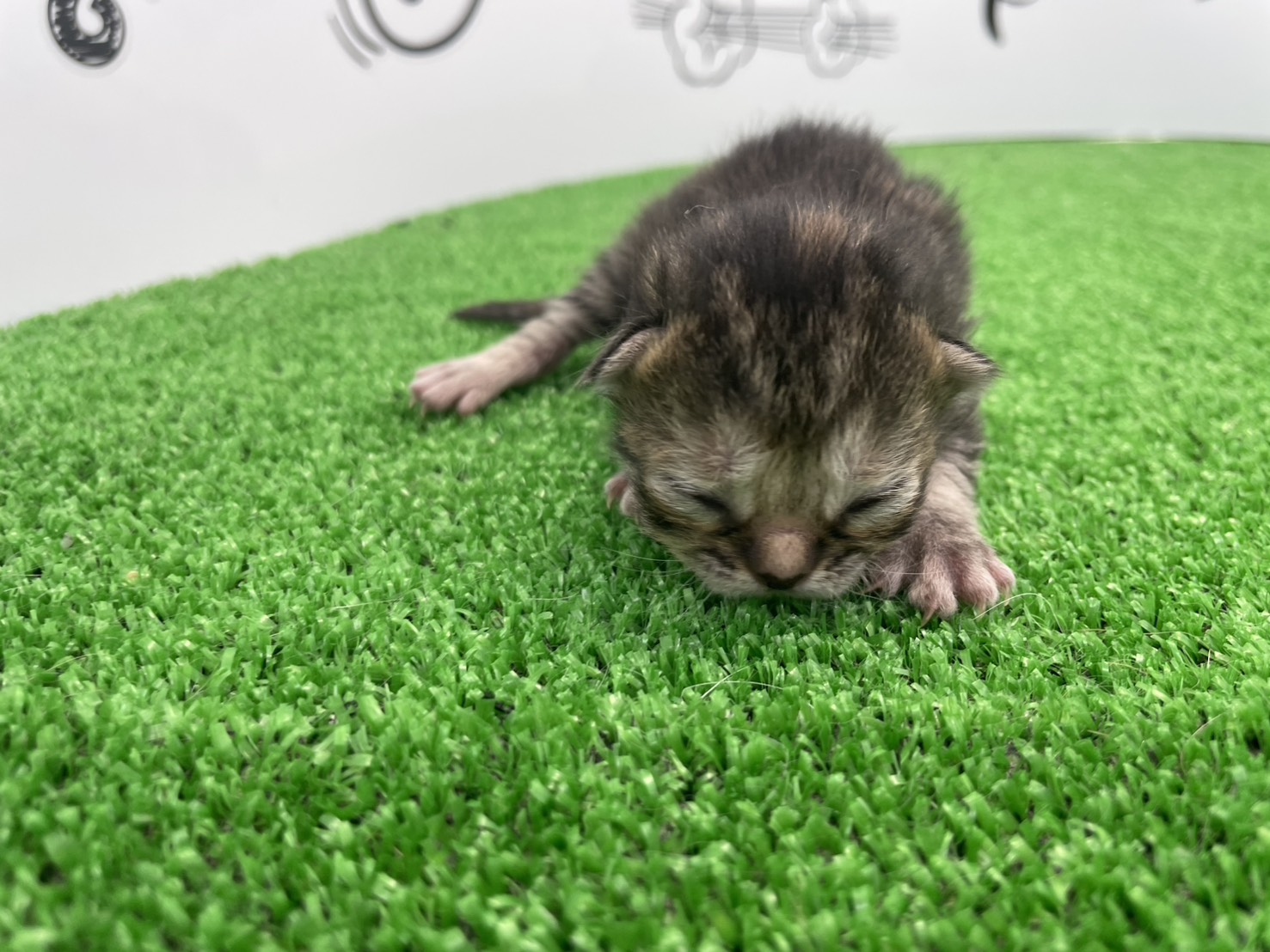 赤ちゃん写真1-1