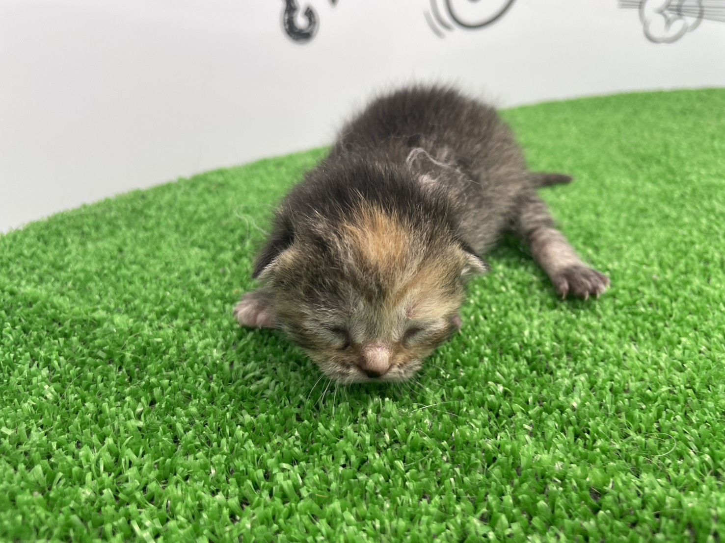 赤ちゃん写真1-1