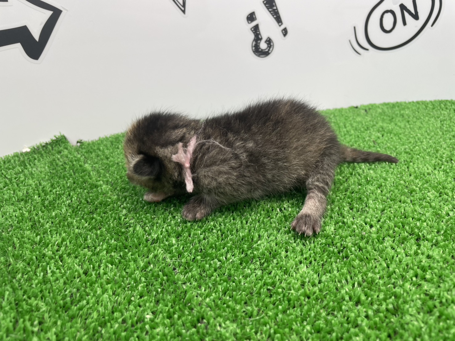 赤ちゃん写真1-2
