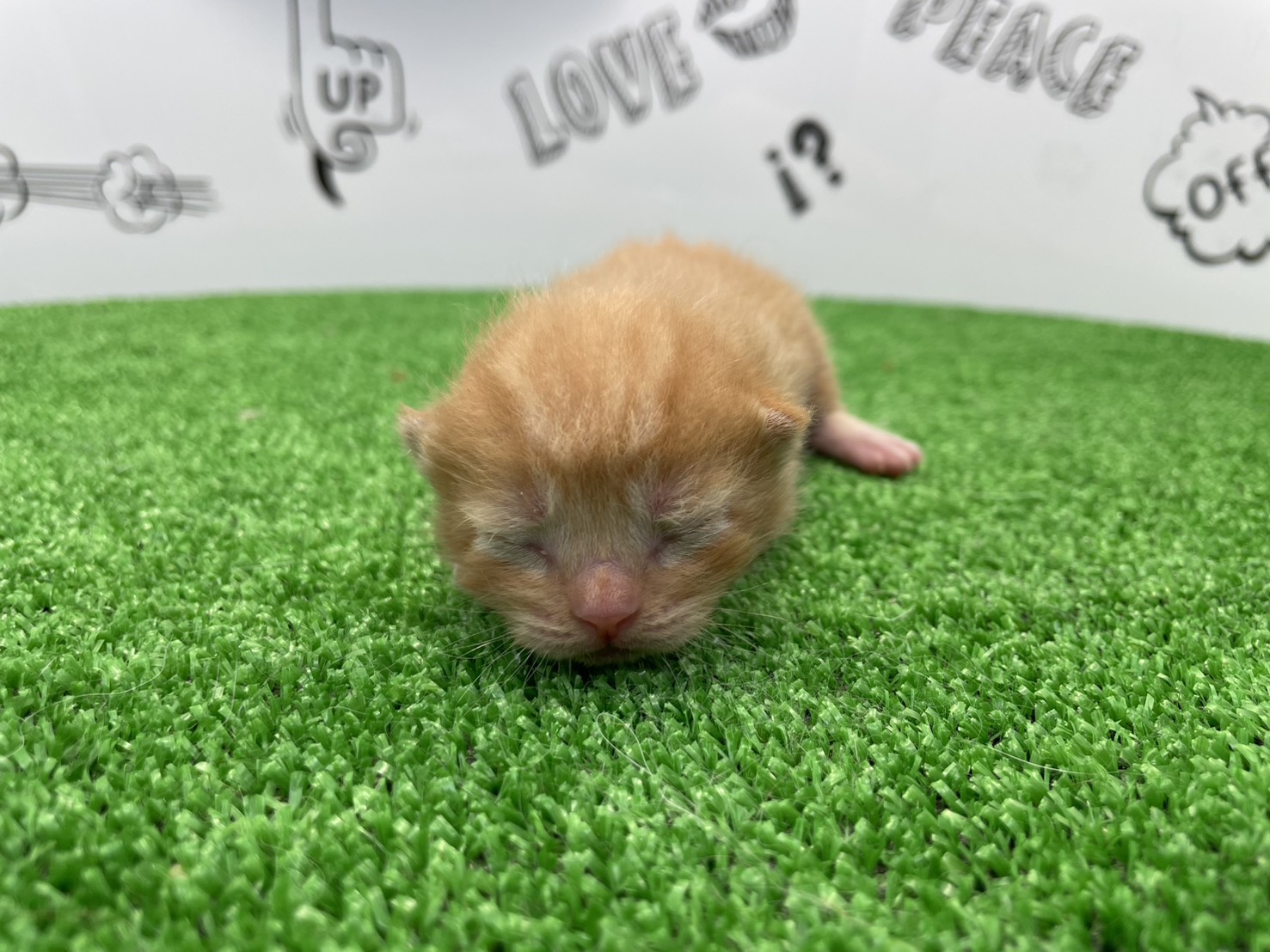 赤ちゃん写真1-1