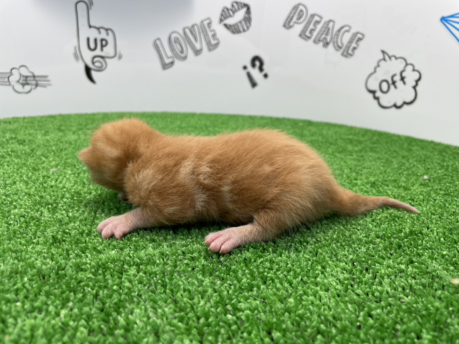 赤ちゃん写真1-2