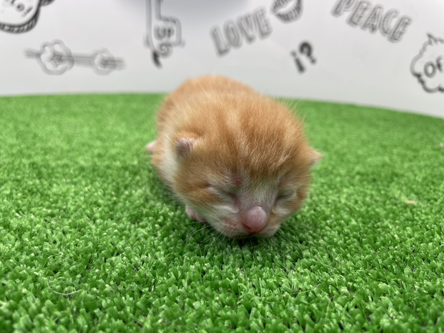 赤ちゃん写真1-1