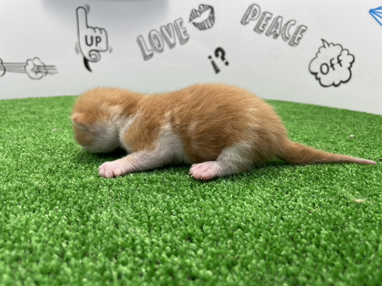 赤ちゃん写真1-2