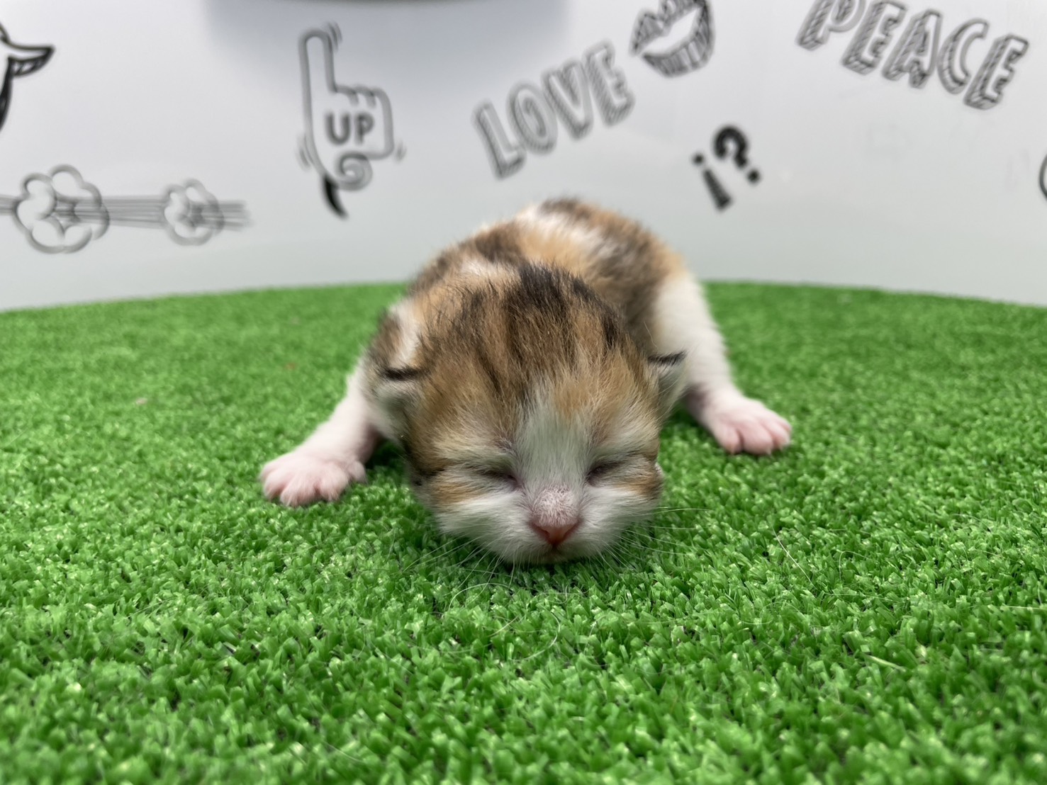 赤ちゃん写真1-1