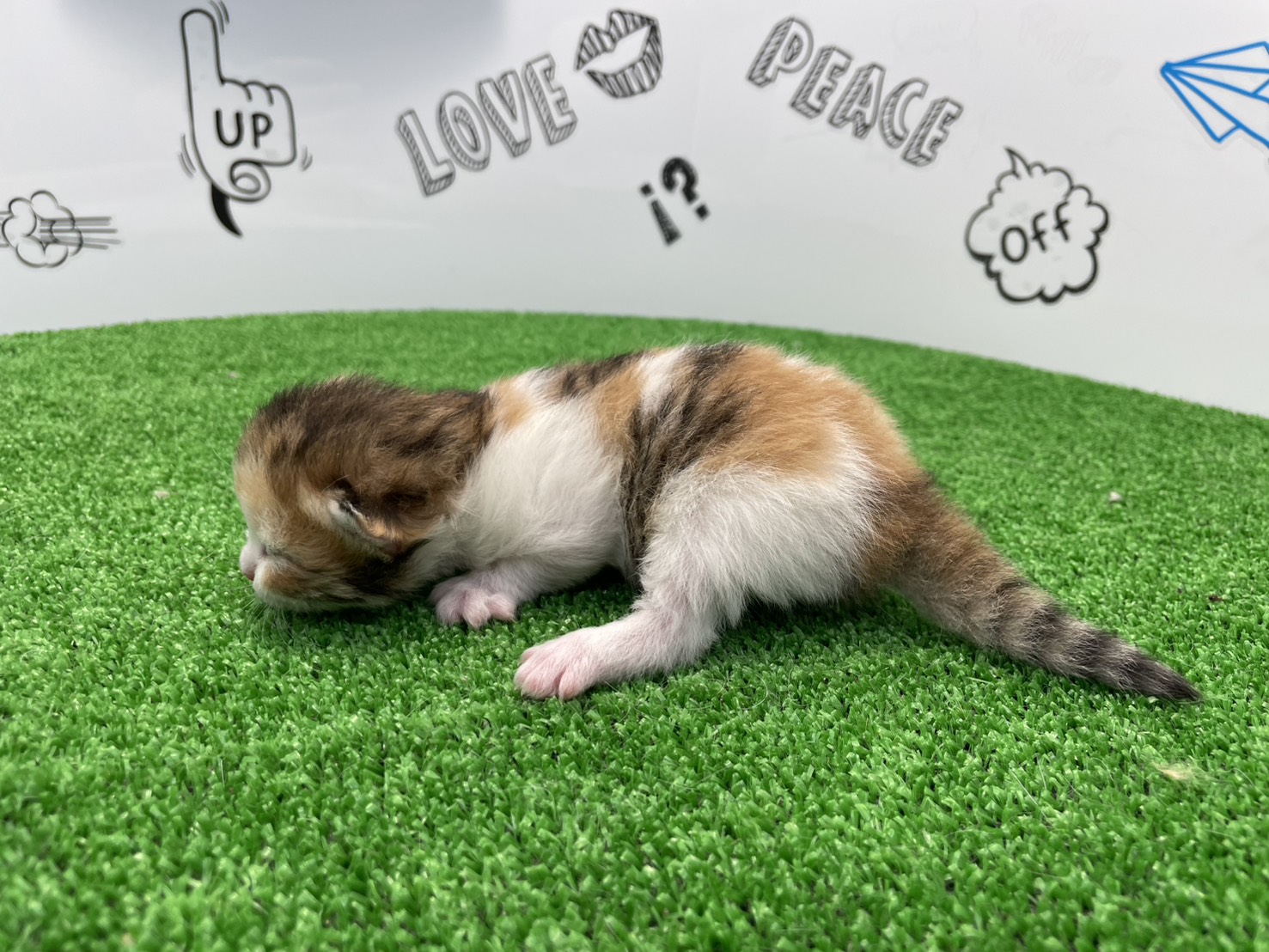 赤ちゃん写真1-2