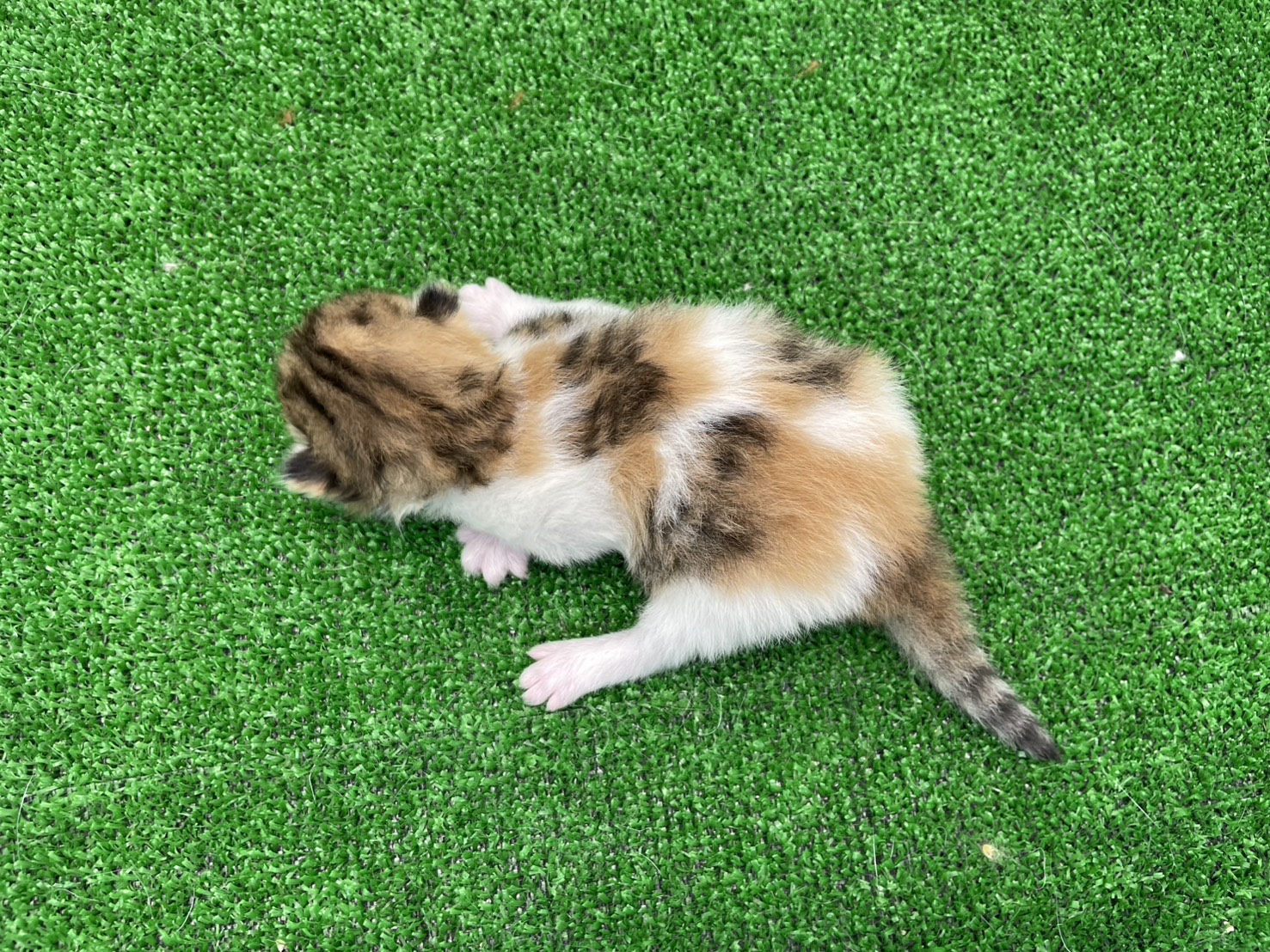 赤ちゃん写真1-3