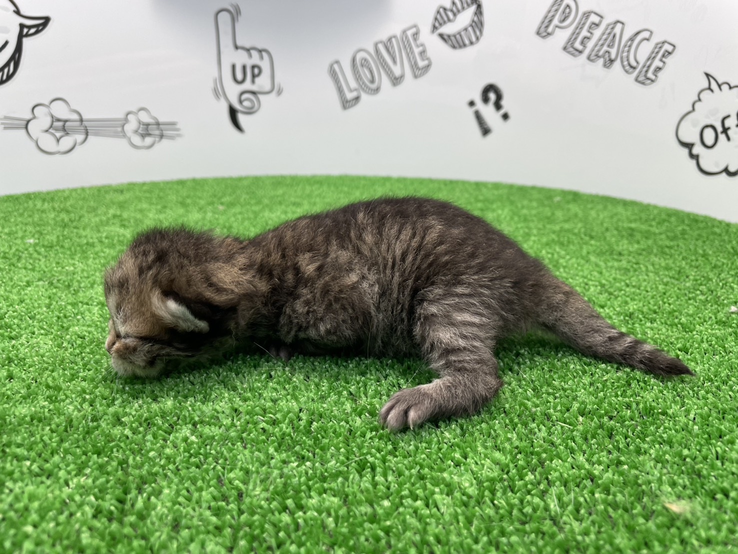 赤ちゃん写真1-2