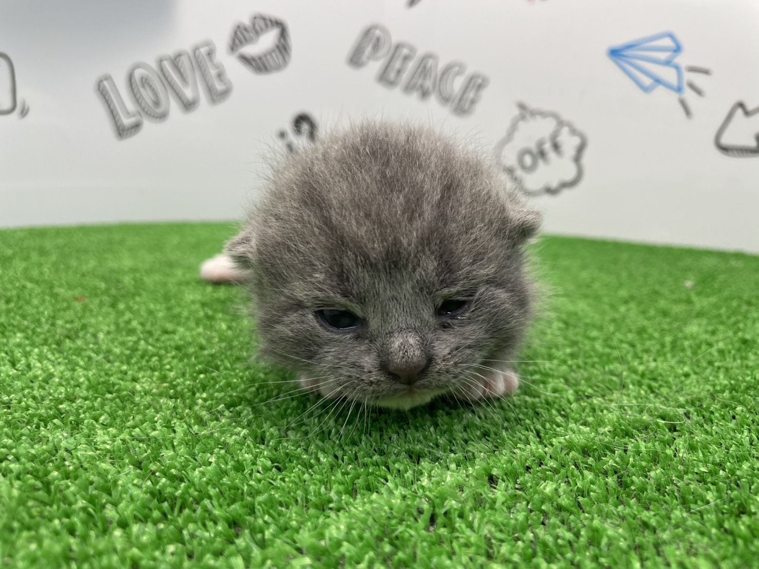 赤ちゃん写真1-1