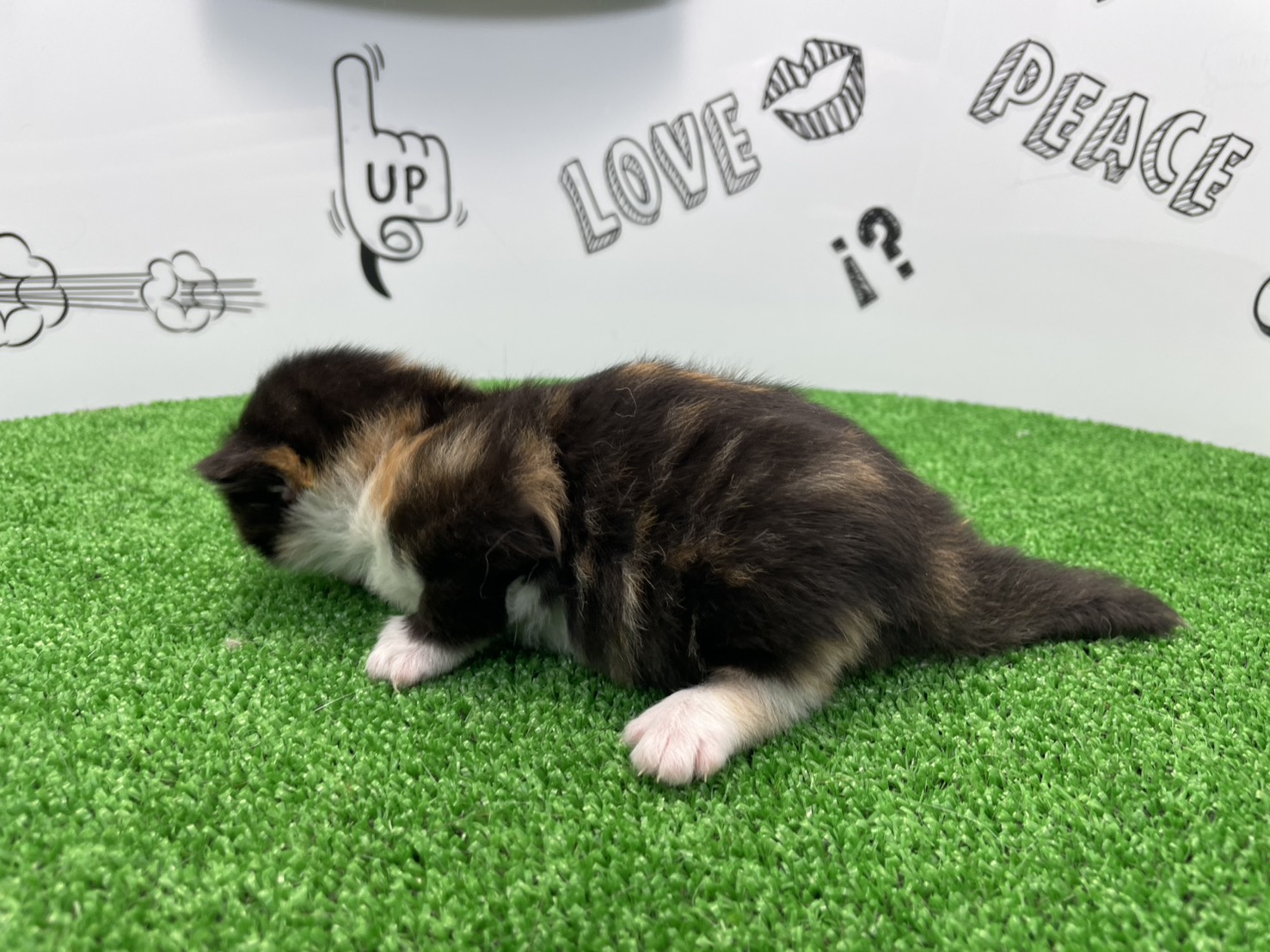 赤ちゃん写真1-2