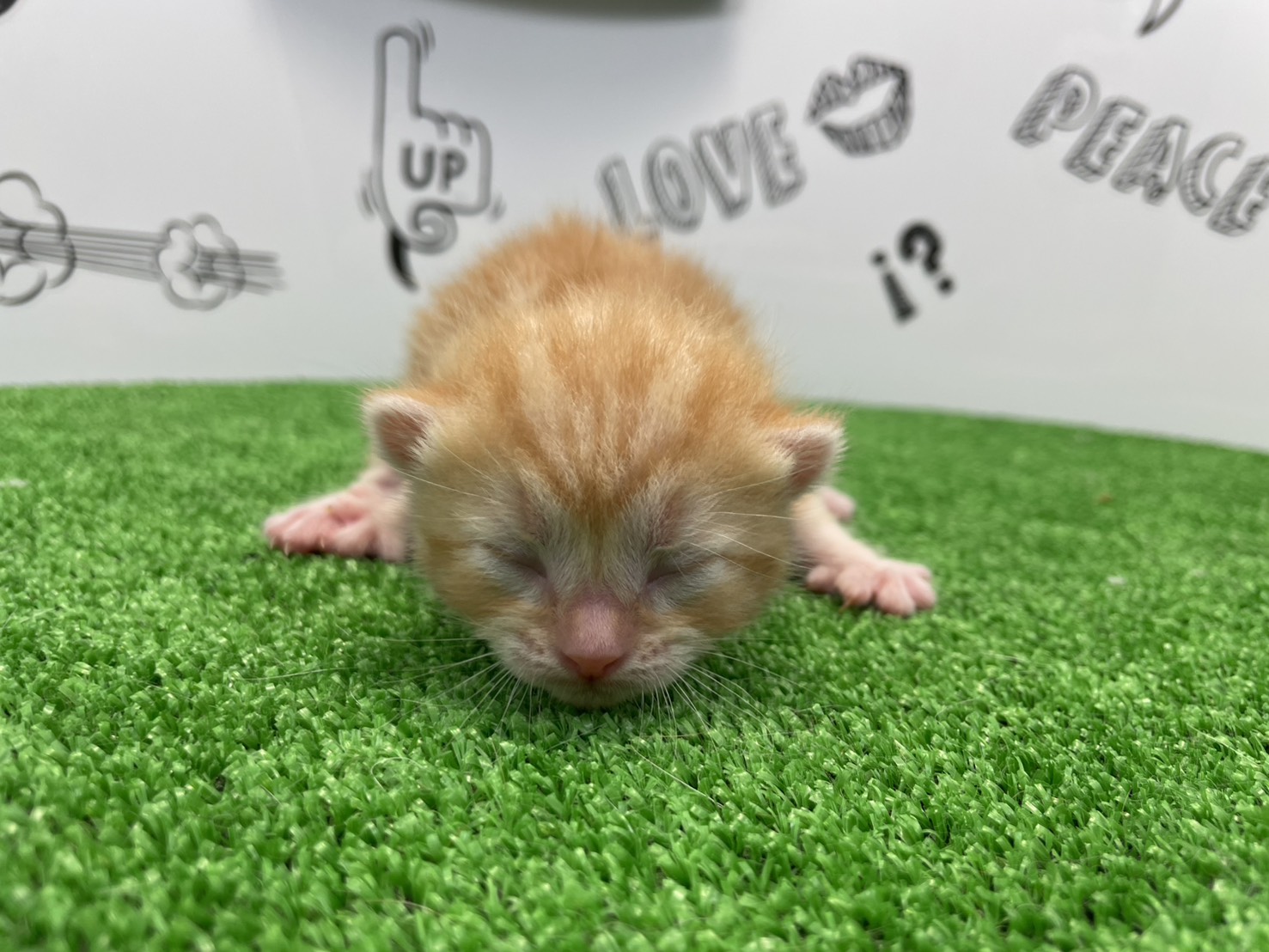 赤ちゃん写真1-1