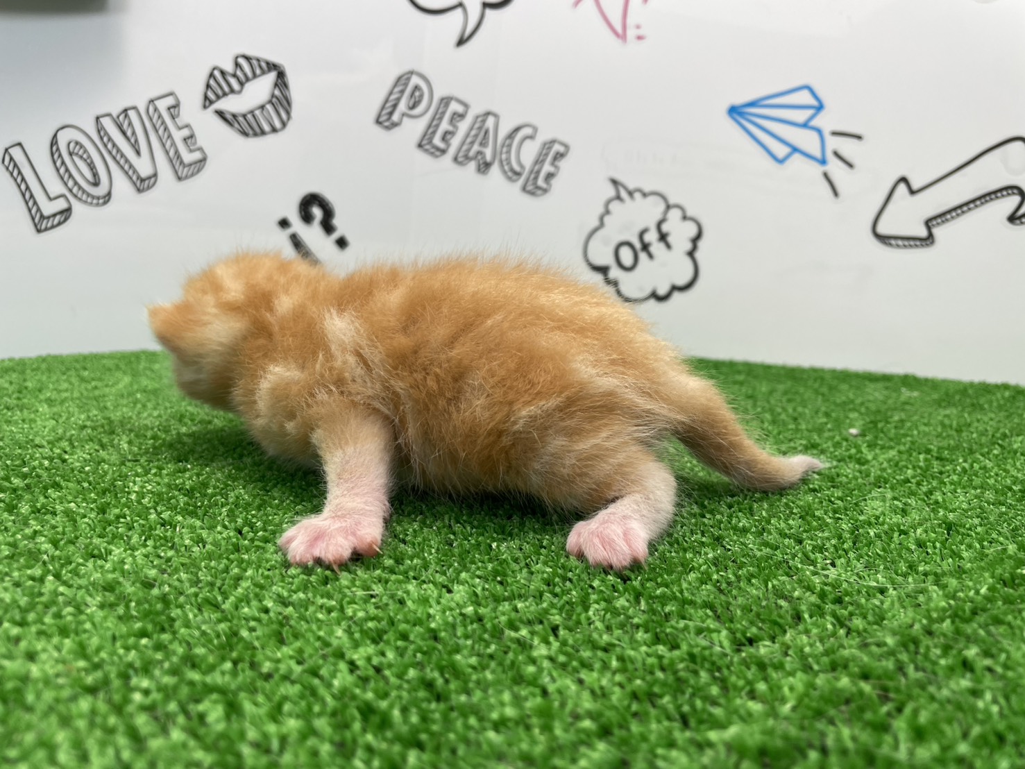 赤ちゃん写真1-2