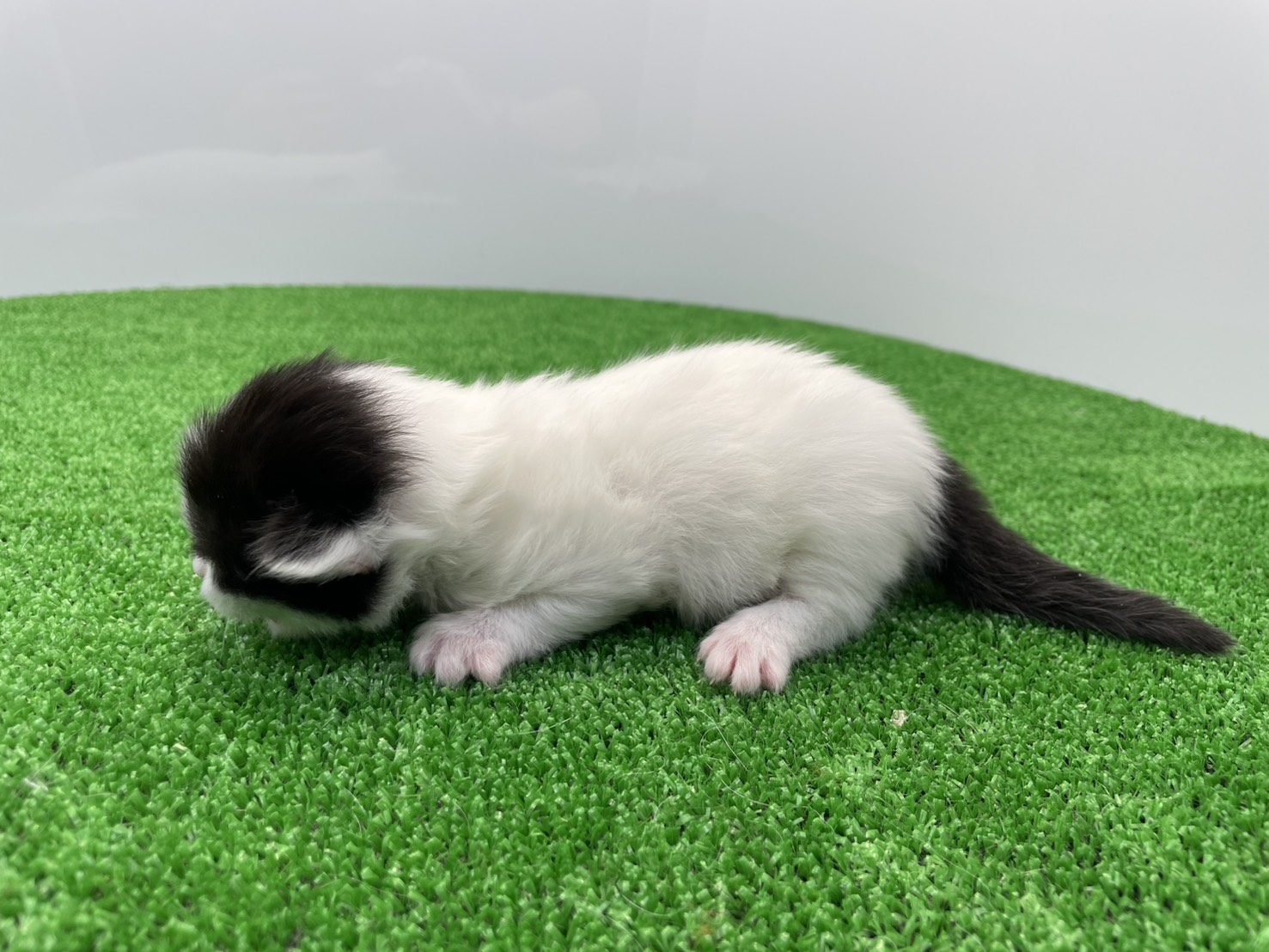 赤ちゃん写真1-2