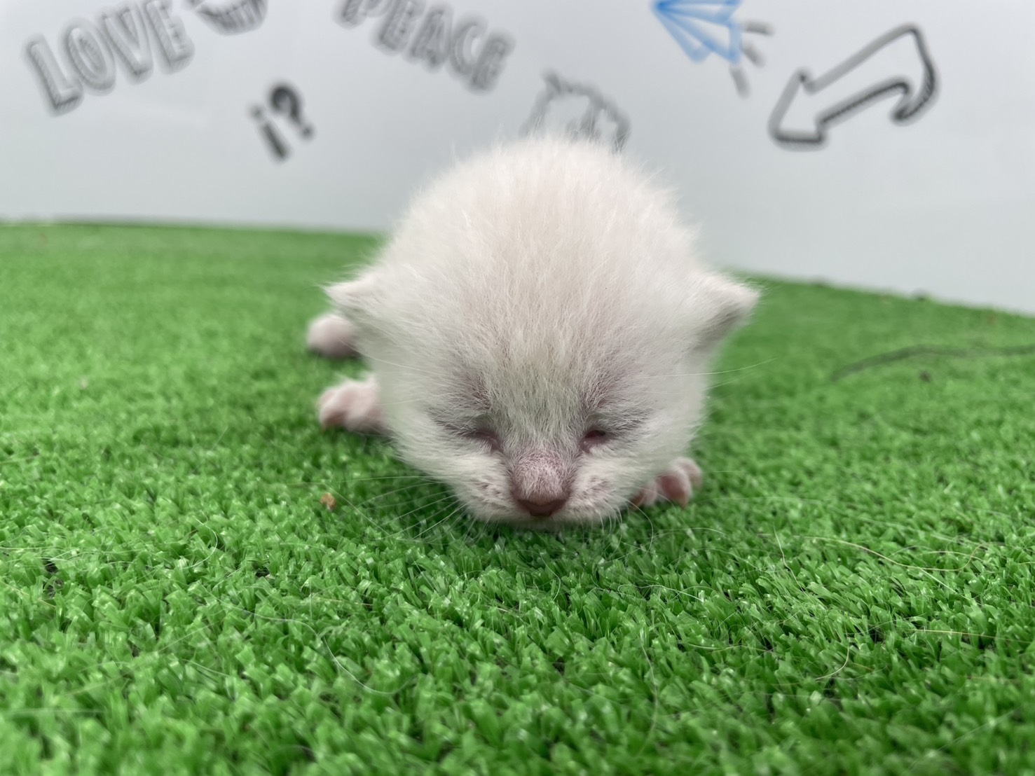 赤ちゃん写真1-1