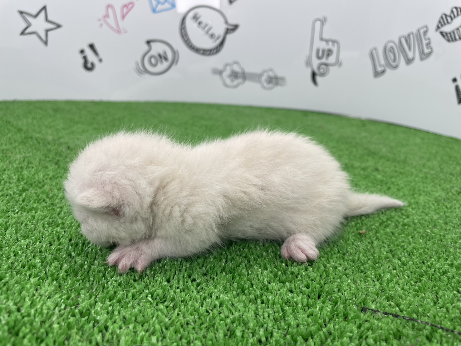 赤ちゃん写真1-2