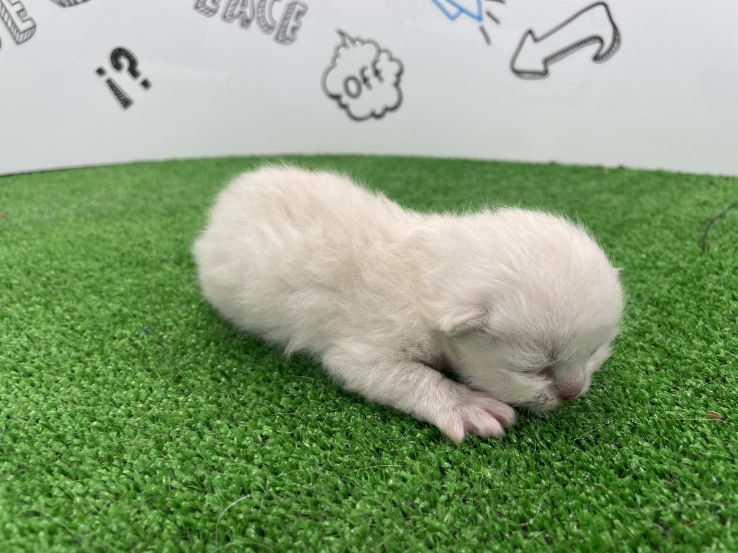 赤ちゃん写真1-2