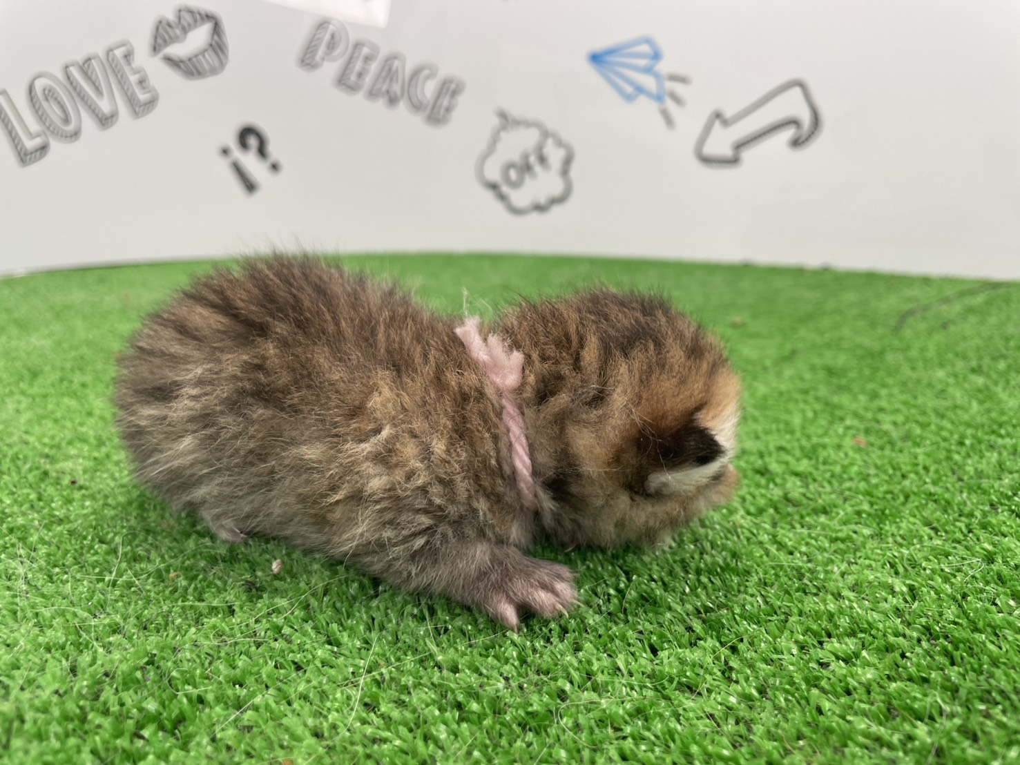 赤ちゃん写真1-2