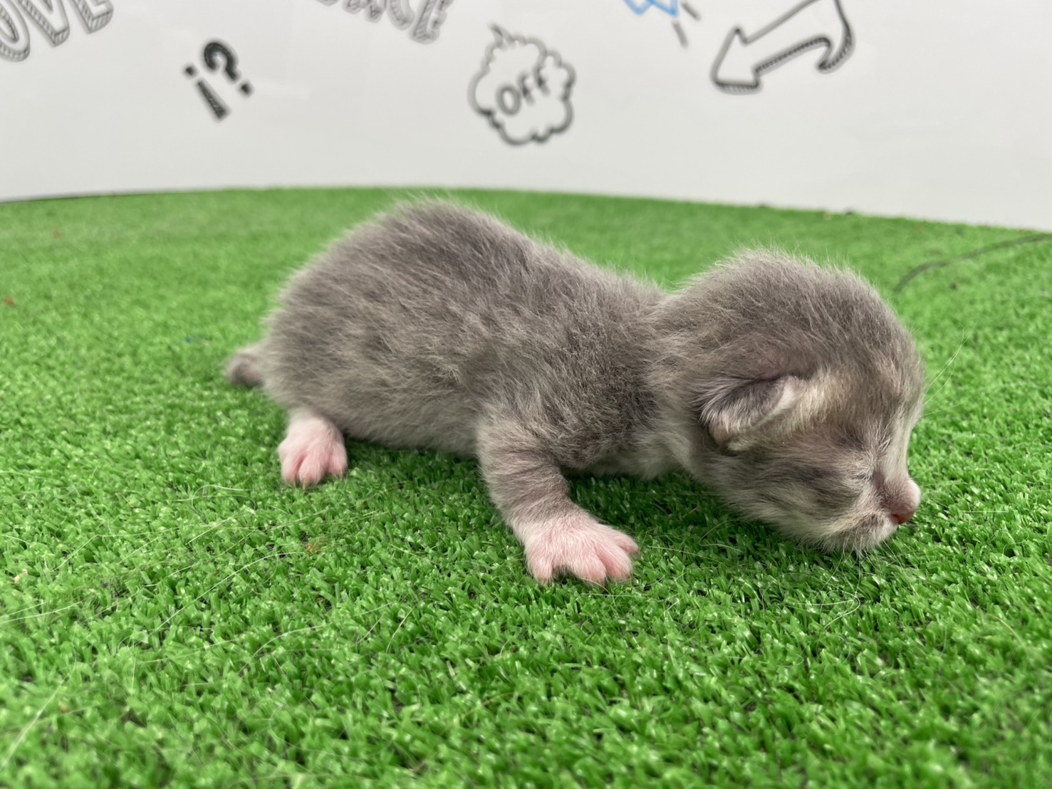 赤ちゃん写真1-2