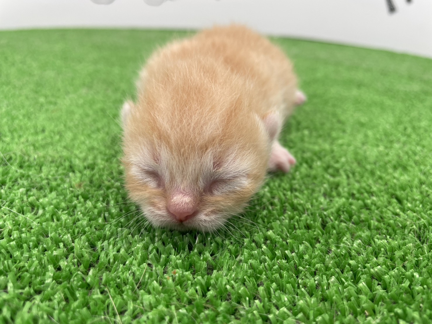 赤ちゃん写真1-1