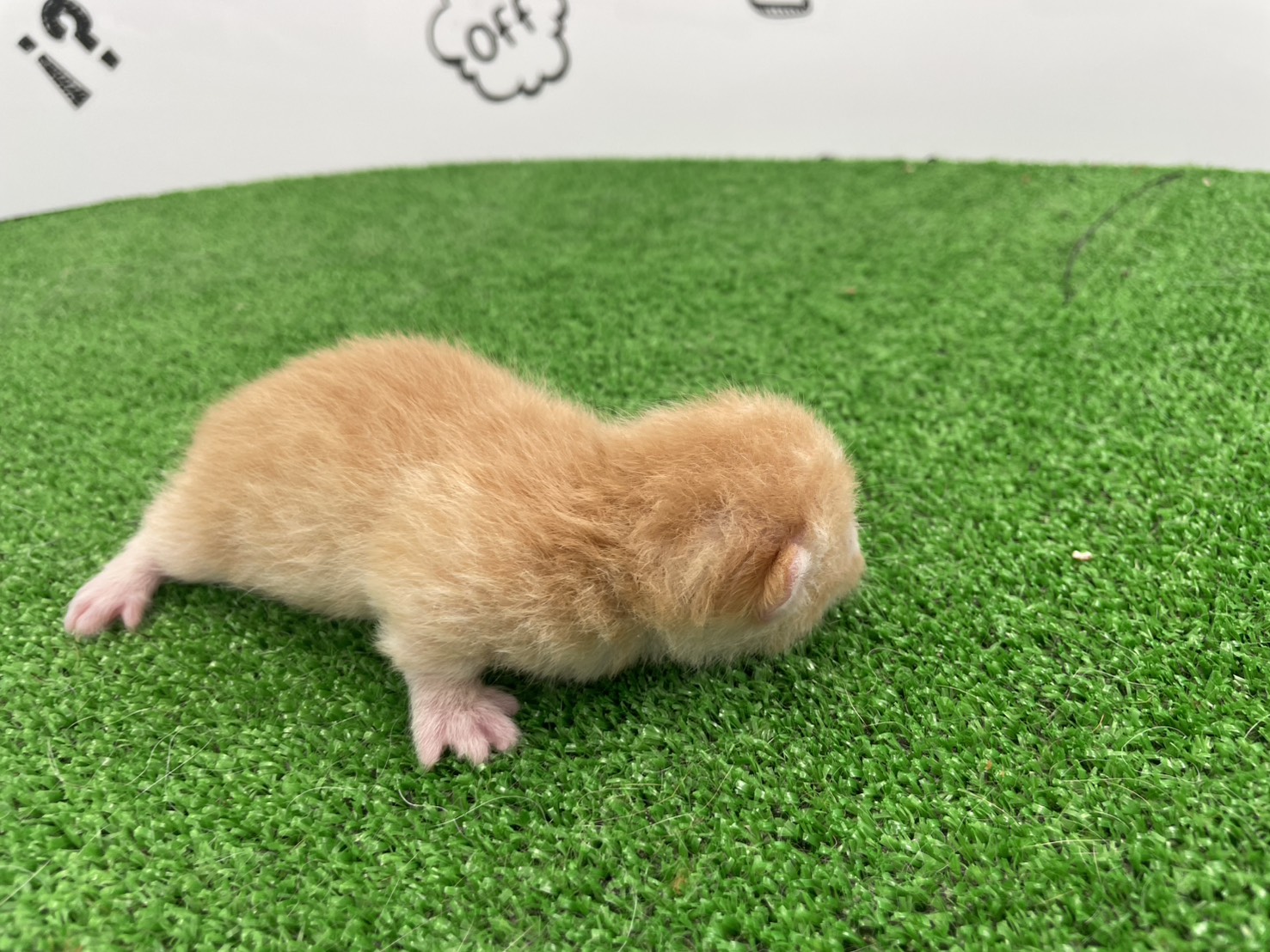 赤ちゃん写真1-2